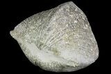 Pyrite Replaced Brachiopod (Paraspirifer) - Ohio #89722-1